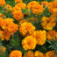 Marigolds Were Already the Ultimate Summer Flower – But It Turns Out They Have a Surprising Superpower