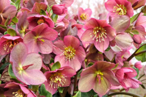 Meet Your Forbidden Birth Month Flower – And The Secret Meanings Behind All 12