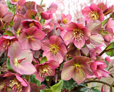 Meet Your Forbidden Birth Month Flower – And The Secret Meanings Behind All 12