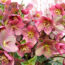 Meet Your Forbidden Birth Month Flower – And The Secret Meanings Behind All 12