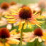 Move Over, Petunias – These 5 Container Pick-Me-Ups are Better for Revamping Your Tired Summer Pots
