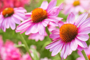 Pollinator Plants: The Best Flowers to Attract Bees, Butterflies, and More