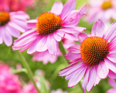 Pollinator Plants: The Best Flowers to Attract Bees, Butterflies, and More Pollinator Plants: The Best Flowers to Attract Bees, Butterflies, and More