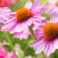 Pollinator Plants: The Best Flowers to Attract Bees, Butterflies, and More
