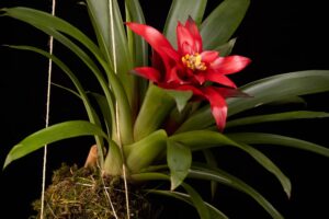 Put This Flowering Houseplant Beside Your Bananas to Encourage a Second Flush of Blooms
