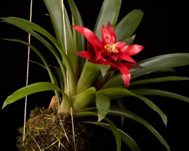 Put This Flowering Houseplant Beside Your Bananas to Encourage a Second Flush of Blooms