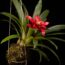 Put This Flowering Houseplant Beside Your Bananas to Encourage a Second Flush of Blooms
