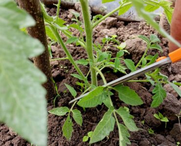 Save Your Sweaty Tomatoes by Snipping These 3 Leaves – Plus the Secret Skirt Trick That Keeps Them Healthy Save Your Sweaty Tomatoes by Snipping These 3 Leaves – Plus the Secret Skirt Trick That Keeps Them Healthy