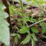 Save Your Sweaty Tomatoes by Snipping These 3 Leaves – Plus the Secret Skirt Trick That Keeps Them Healthy