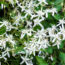 Say Hello to Your Birth Month Vine – And the Special Meaning Behind All Twelve