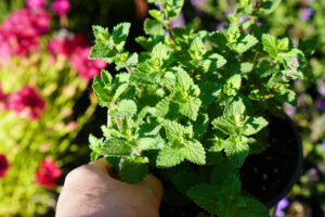 Scientists Say Catnip Repels Mosquitoes as Effectively as DEET, so I Made My Own Plant-Based Spray