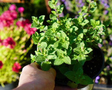 Scientists Say Catnip Repels Mosquitoes as Effectively as DEET, so I Made My Own Plant-Based Spray Scientists Say Catnip Repels Mosquitoes as Effectively as DEET, so I Made My Own Plant-Based Spray