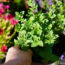Scientists Say Catnip Repels Mosquitoes as Effectively as DEET, so I Made My Own Plant-Based Spray