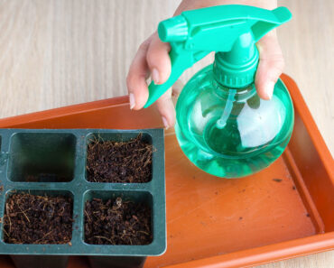 Shallow Watering Isn’t Always Bad – Here’s When It’s Actually Better for Plants Than Deep Watering