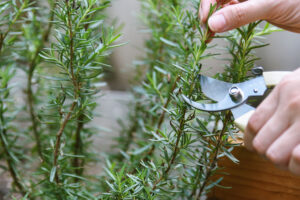 Take Cuttings From These 6 Plants in July and Get Dozens More for Free – Fill Out Your Garden Without Spending a Penny!