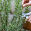 Take Cuttings From These 6 Plants in July and Get Dozens More for Free – Fill Out Your Garden Without Spending a Penny!