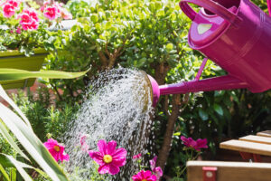 The 3 Common Gardening Mistakes That Can Kill Plants During a Heatwave (And You Probably Don’t Even Realize)