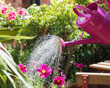 The 3 Common Gardening Mistakes That Can Kill Plants During a Heatwave (And You Probably Don’t Even Realize) The 3 Common Gardening Mistakes That Can Kill Plants During a Heatwave (And You Probably Don’t Even Realize)