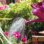 The 3 Common Gardening Mistakes That Can Kill Plants During a Heatwave (And You Probably Don’t Even Realize)