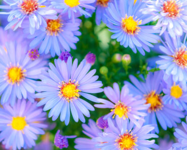 The 7 Longest-Blooming Perennials For Nonstop Summer Color That Lasts Well Into Fall The 7 Longest-Blooming Perennials For Nonstop Summer Color That Lasts Well Into Fall