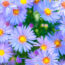 The 7 Longest-Blooming Perennials For Nonstop Summer Color That Lasts Well Into Fall
