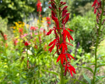 The Founding Fathers’ Favorite Flowers – These 8 Varieties Were Must-Haves in Their Gardens and Should Be in Yours, Too The Founding Fathers’ Favorite Flowers – These 8 Varieties Were Must-Haves in Their Gardens and Should Be in Yours, Too