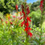 The Founding Fathers’ Favorite Flowers – These 8 Varieties Were Must-Haves in Their Gardens and Should Be in Yours, Too