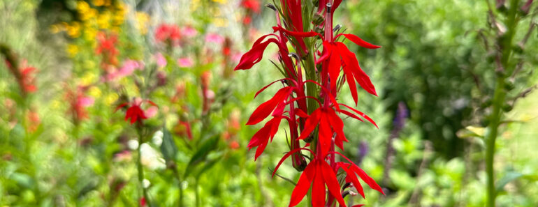 The Founding Fathers’ Favorite Flowers – These 8 Varieties Were Must-Haves in Their Gardens and Should Be in Yours, Too The Founding Fathers’ Favorite Flowers – These 8 Varieties Were Must-Haves in Their Gardens and Should Be in Yours, Too