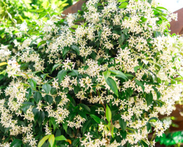 The Heat-Loving Climber That Fills Your Garden With Jasmine Scent All Summer (And Hummingbirds Love It) The Heat-Loving Climber That Fills Your Garden With Jasmine Scent All Summer (And Hummingbirds Love It)