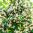 The Heat-Loving Climber That Fills Your Garden With Jasmine Scent All Summer (And Hummingbirds Love It)