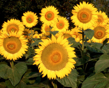 The Thunder Moon Is Rising at the End of July – Here’s How to Prepare Your Garden for Summer Storms