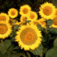 The Thunder Moon Is Rising at the End of July – Here’s How to Prepare Your Garden for Summer Storms