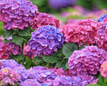 These 6 Classic Plants Aren’t Standing Up to Modern Heat Waves – Here’s What to Plant Instead These 6 Classic Plants Aren’t Standing Up to Modern Heat Waves – Here’s What to Plant Instead