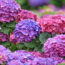 These 6 Classic Plants Aren’t Standing Up to Modern Heat Waves – Here’s What to Plant Instead