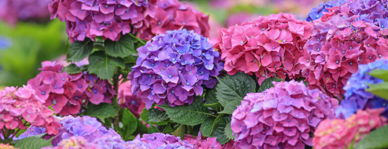 These 6 Classic Plants Aren’t Standing Up to Modern Heat Waves – Here’s What to Plant Instead These 6 Classic Plants Aren’t Standing Up to Modern Heat Waves – Here’s What to Plant Instead