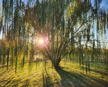 These 6 Fast-Growing Shade Trees Offer Cooling Canopies in Summer and Add Multi-Season Interest to Your Yard These 6 Fast-Growing Shade Trees Offer Cooling Canopies in Summer and Add Multi-Season Interest to Your Yard