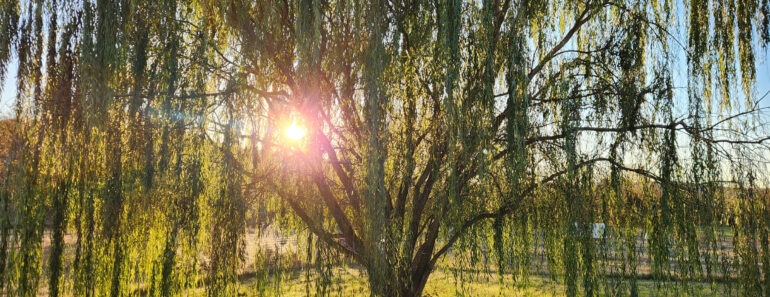 These 6 Fast-Growing Shade Trees Offer Cooling Canopies in Summer and Add Multi-Season Interest to Your Yard