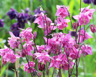 These 6 Self-Seeding Flowers Come Back Every Year Without Becoming Invasive