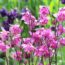 These 6 Self-Seeding Flowers Come Back Every Year Without Becoming Invasive