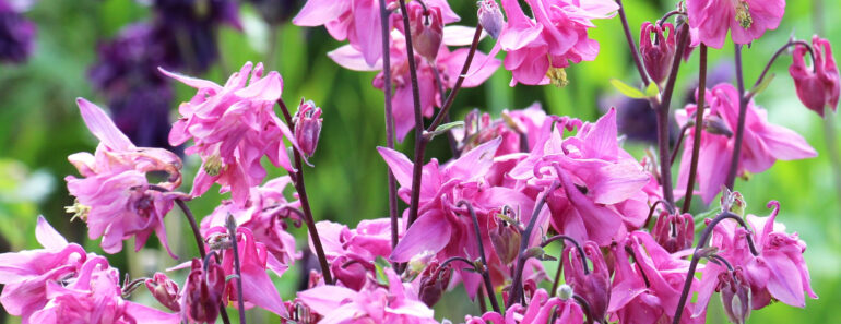 These 6 Self-Seeding Flowers Come Back Every Year Without Becoming Invasive
