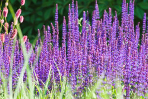 These 7 Flowering Plants Look Like You Spent Hours Gardening But They Practically Grow Themselves