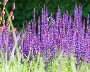 These 7 Flowering Plants Look Like You Spent Hours Gardening But They Practically Grow Themselves These 7 Flowering Plants Look Like You Spent Hours Gardening But They Practically Grow Themselves
