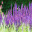 These 7 Flowering Plants Look Like You Spent Hours Gardening But They Practically Grow Themselves