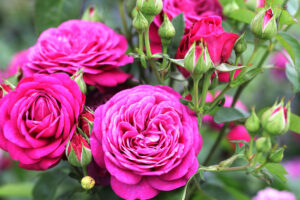 These 7 Gorgeous Thornless Roses Fill Your Yard With Lush Blooms and Dreamy Fragrance – And All Pain Free!