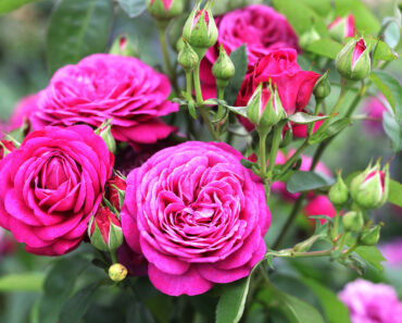 These 7 Gorgeous Thornless Roses Fill Your Yard With Lush Blooms and Dreamy Fragrance – And All Pain Free!