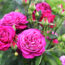 These 7 Gorgeous Thornless Roses Fill Your Yard With Lush Blooms and Dreamy Fragrance – And All Pain Free!