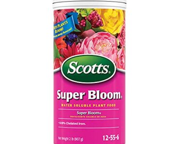 These 8 Flowers Stay Covered in Blooms Through July and August – Without Deadheading These 8 Flowers Stay Covered in Blooms Through July and August – Without Deadheading