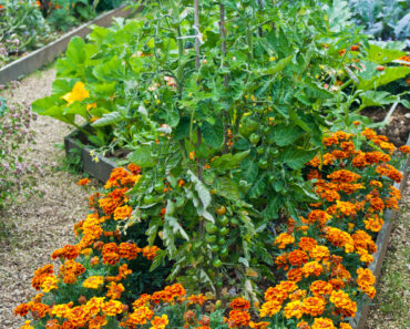 Think Companion Planting Doesn’t Stop Pests? It’s Because You’re Not Scent Clustering