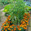 Think Companion Planting Doesn’t Stop Pests? It’s Because You’re Not Scent Clustering