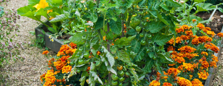 Think Companion Planting Doesn’t Stop Pests? It’s Because You’re Not Scent Clustering Think Companion Planting Doesn’t Stop Pests? It’s Because You’re Not Scent Clustering
